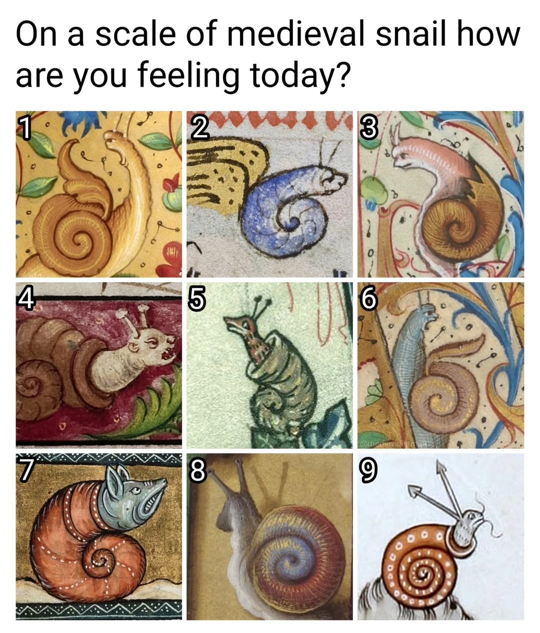 Snail scale