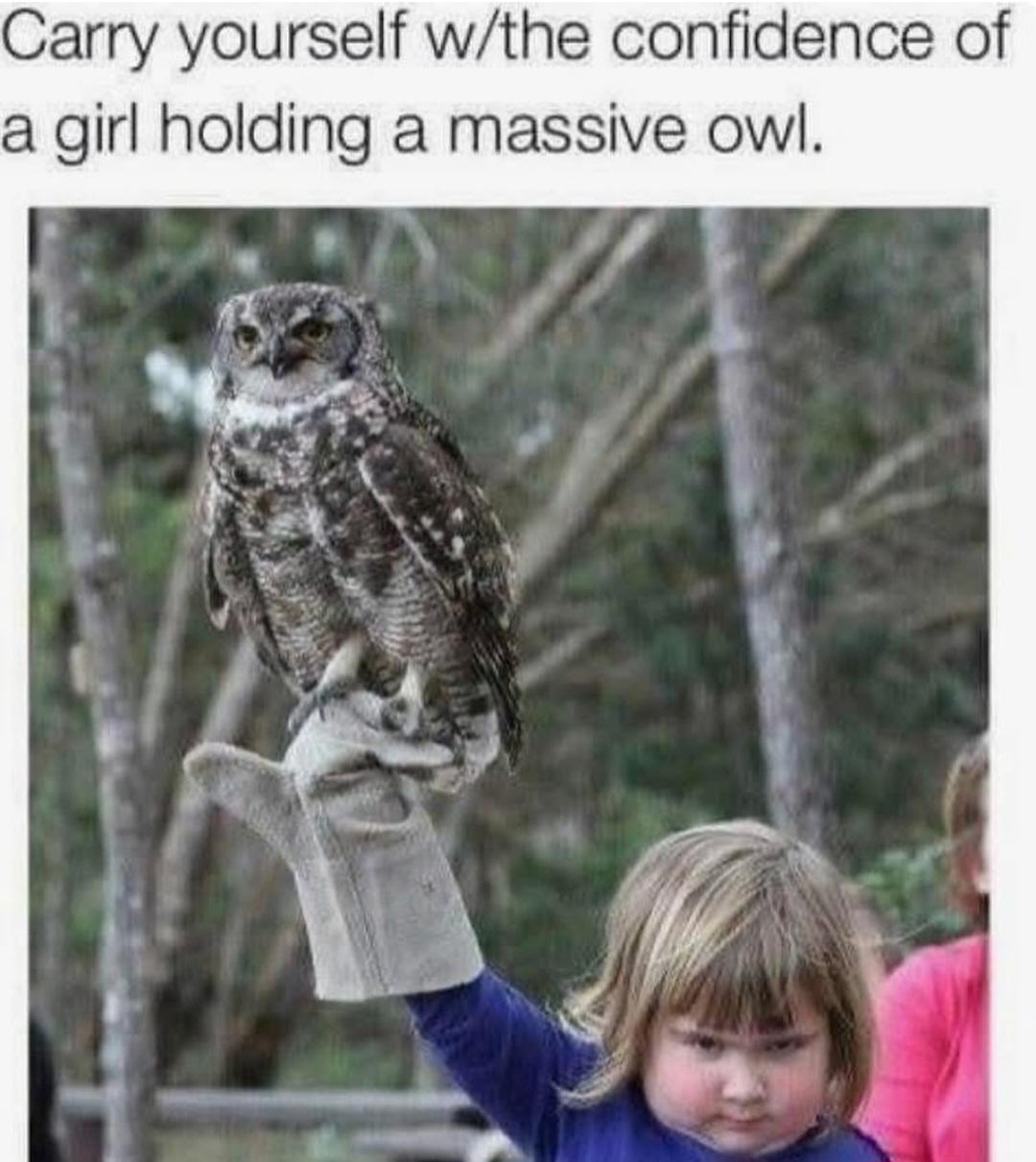 And the majesty of the owl