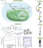 Dual carbon sequestration with photosynthetic living materials - Nature Communications