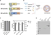 COVID-19 vaccine technology adapted to develop first mRNA defense against antibiotic-resistant bacteria