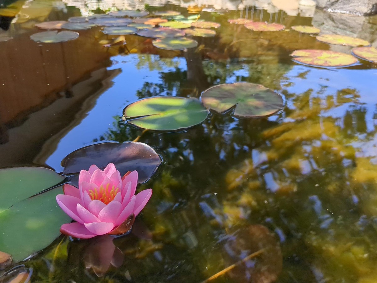 Lily Bloom