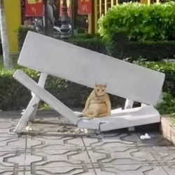 catfeeder