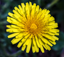 dandelion